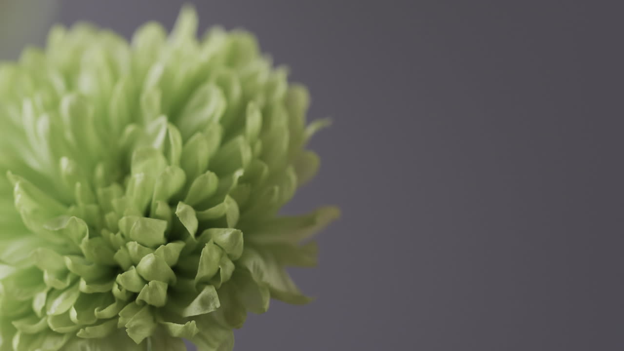 micro vídeo de un primer plano de una flor amarilla con espacio de copia en un fondo gris