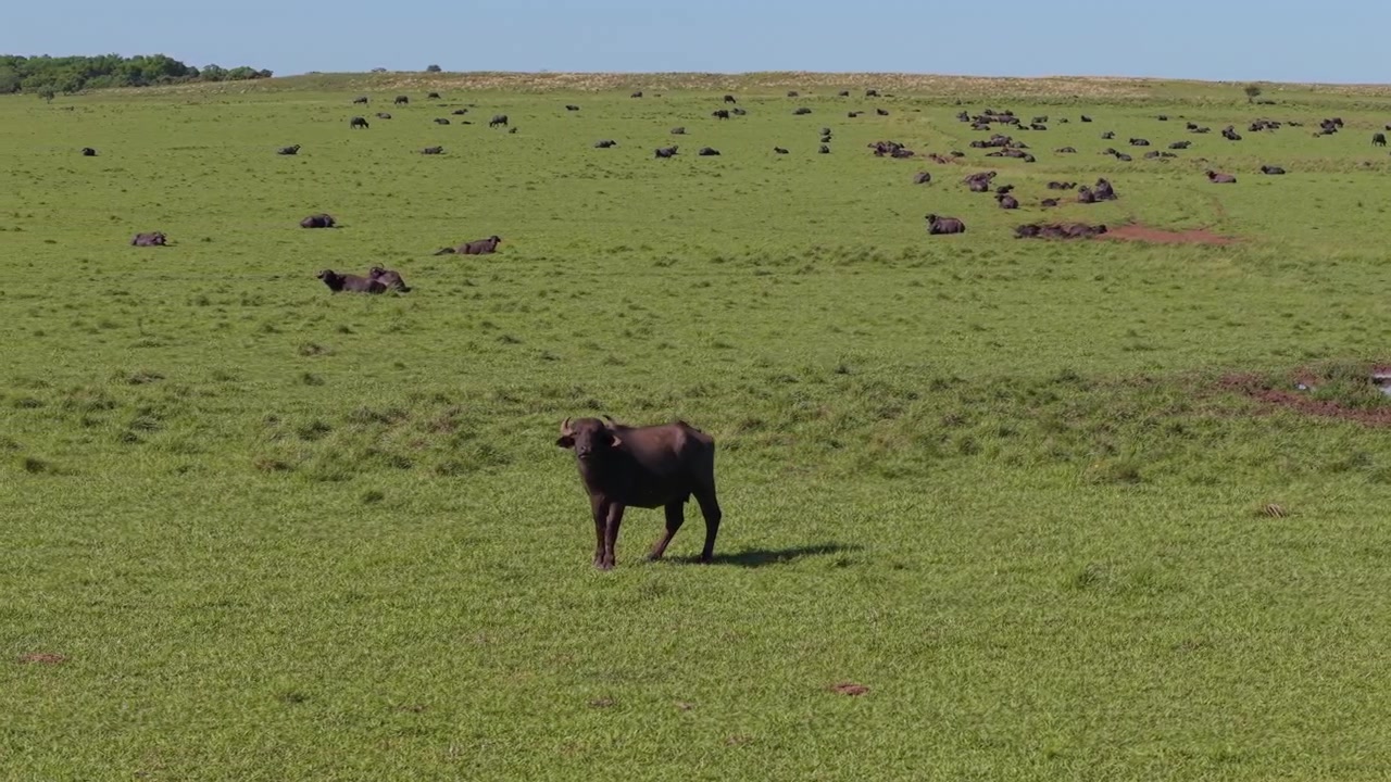 Vista aerea con drone che esegue una panoramica a destra di un bufalo solitario in un campo verde.
