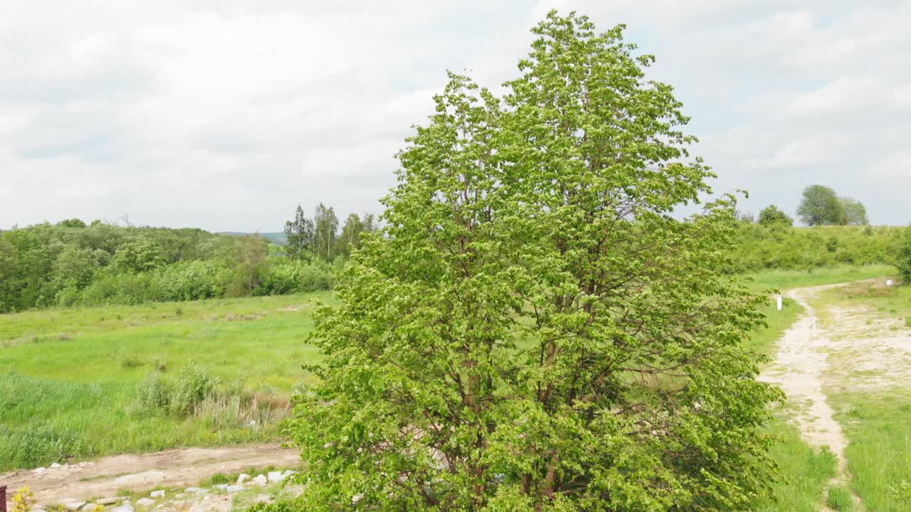 abedul ondeando moviéndose en una explosión de viento
