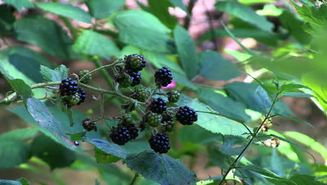 Blackberries-growing-on-riverbank,-Hoggsmill-river,-Ewell,-Surrey,-UK