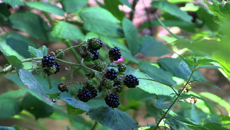 blackberries growing on riverbank, hoggsmill river, ewell, surrey, uk