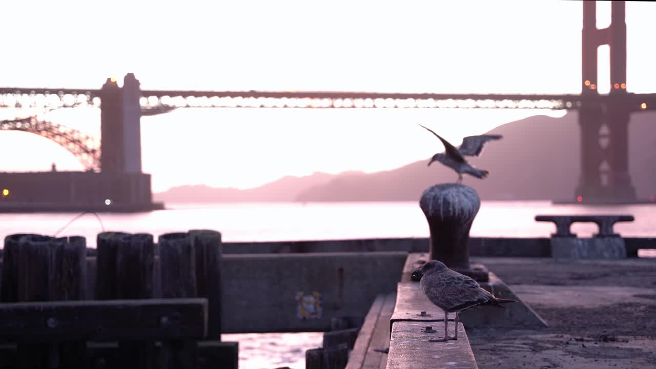 Bird enjoying the beautiful sunset by the Golden Gate Bridge