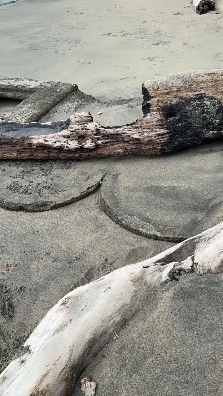 Tronchi di legno di mare levigati dalle intemperie su una spiaggia sabbiosa