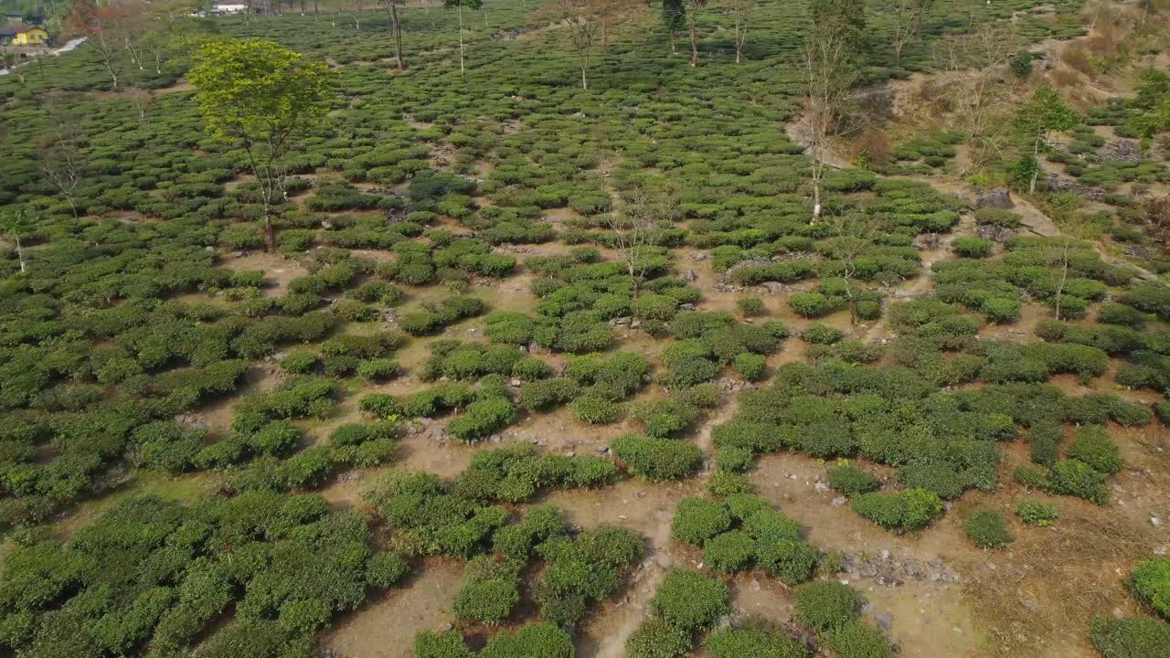 Drone shot or motion shot of tea garden