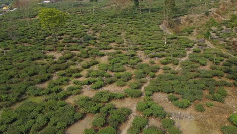 drone shot or motion shot of tea garden
