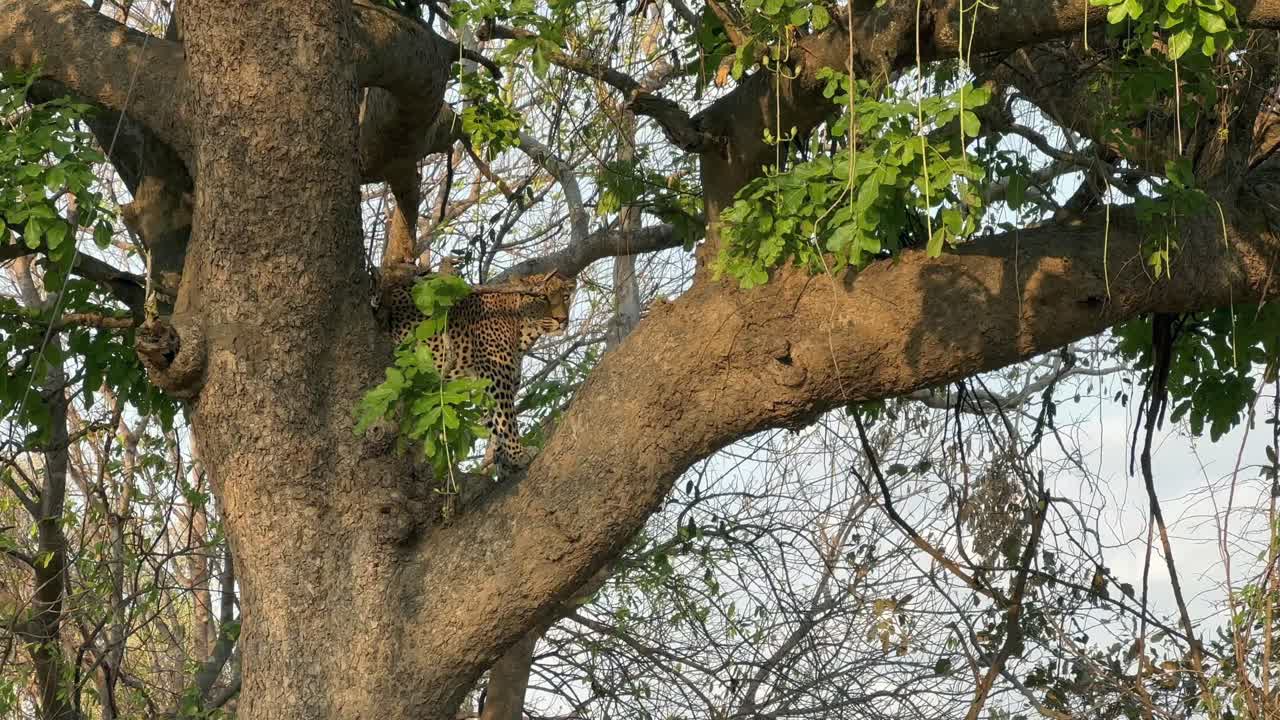 Leopard in a tree looking for potential prey in South Luangwa National Park. Zambia.