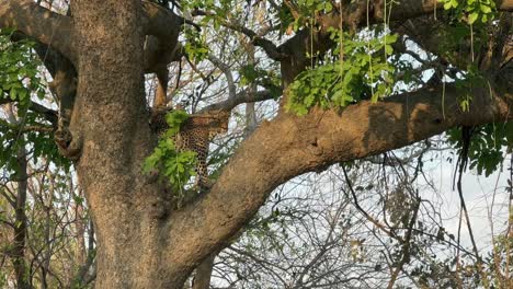 leopard in a tree looking for potential prey in south luangwa national park. zambia.