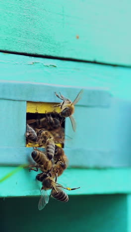 honey bees swarming and flying around their beehive. life of worker bees. slow motion. vertical video