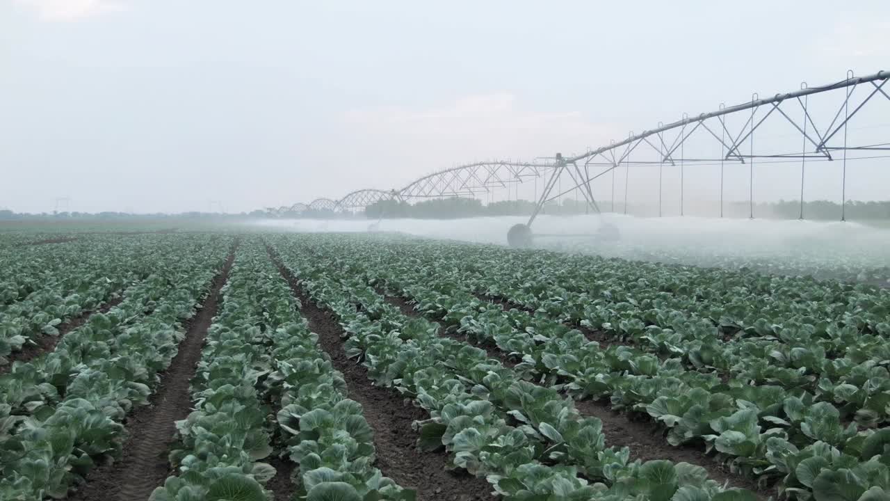 Cabbage field being irrigated