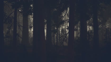 black tree trunk in a dark pine tree forest