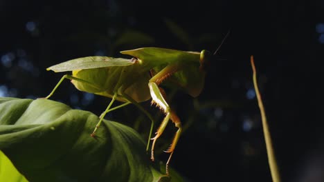 cobra mantis perches on leaf raises its legs getting ready under the soft light of peru’s dense jungle canopy.