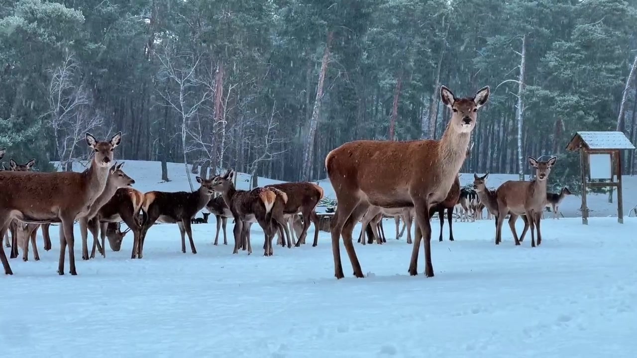 Gruppe af kronhjorte står på sneklædt jord i Berlin, Tyskland, om vinteren, omgivet af skovhabitat, hvilket fremhæver dyreliv, naturbeskyttelse og sæsonbestemt natur.