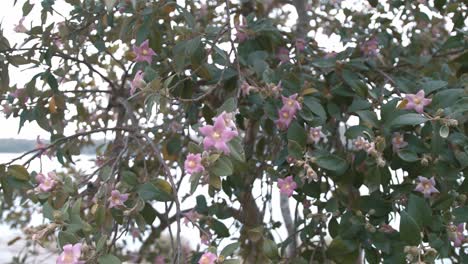 delicadas flores rosas de un árbol exótico lagunaria patersonia - deslizador izquierdo