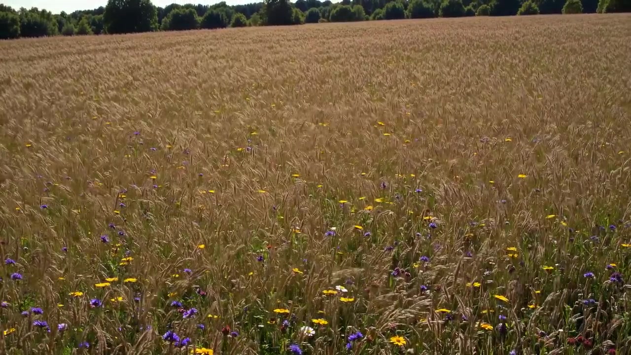 Campo di grano dorato con fiori selvatici che ondeggiano nella brezza estiva