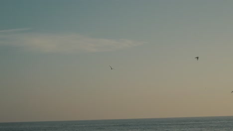 Huge-seagulls-fly-in-the-sky-beautifully-colored-by-the-setting-sun-over-the-pacific-ocean-in-Puerto-Escodido-Mexico