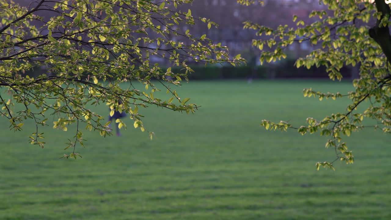 일몰 때 런던의 킹 조지 공원, 황금시간대에 나무 사이로 바람이 불다
