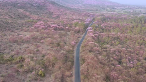 camino que pasa a través de coloridos bosques florecientes y florecientes