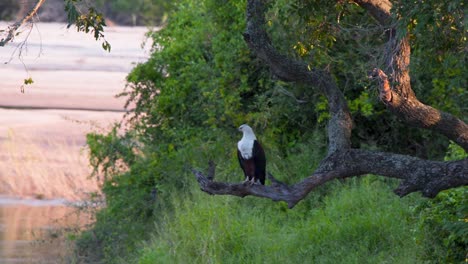 African-fish-eagle-perched-on-tree-branch-above-river,-watching-water