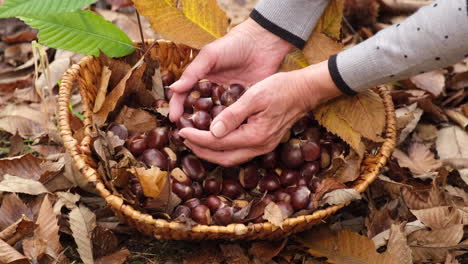 woman's hands in a chestnuts wicker basket