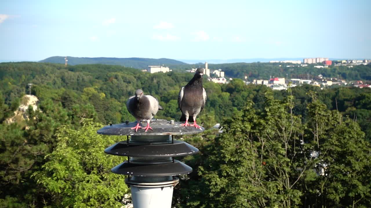 Tauben sitzen auf einer Laterne im Hintergrund der Stadt. Zeitlupe