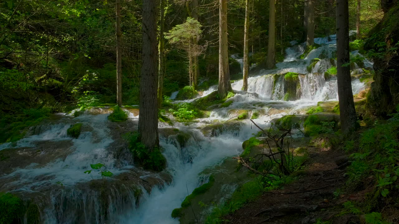 cascadas y cascadas en un río de montaña que fluye a través de un bosque de pinos