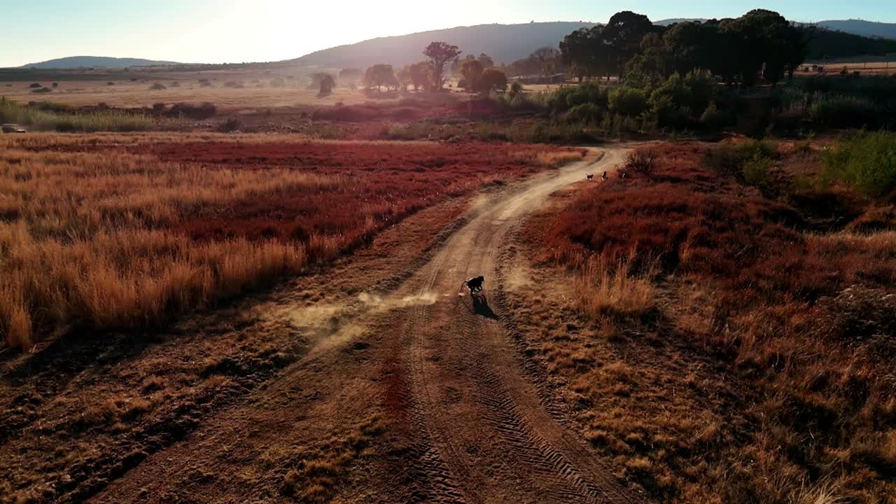 tropa de babuinos corriendo en cámara lenta a través de un camino de tierra polvoriento al amanecer en el desierto de áfrica