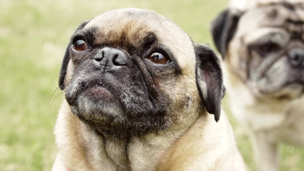 Mops soler seg.