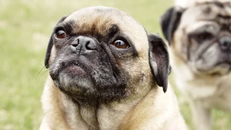 pug taking in the sun