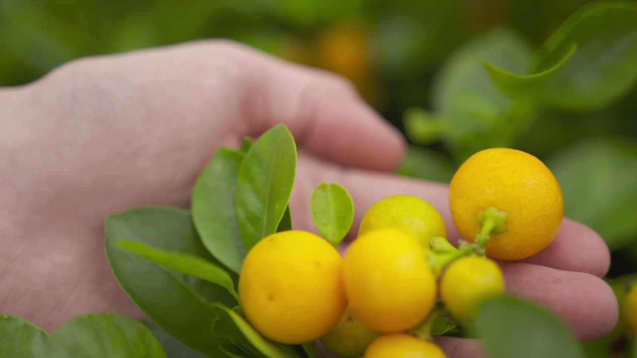 havearbejde med potteplanter, pleje af unge træer og generel plantepleje