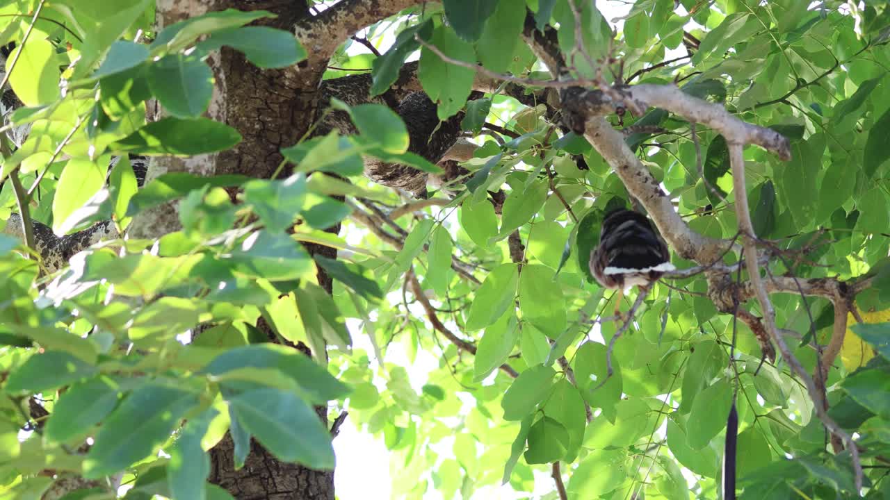 새가 나무의 잎자루를 가로질러 움직입니다.