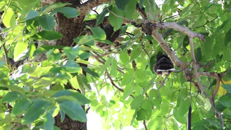 un pájaro se mueve a través del follaje de un árbol.