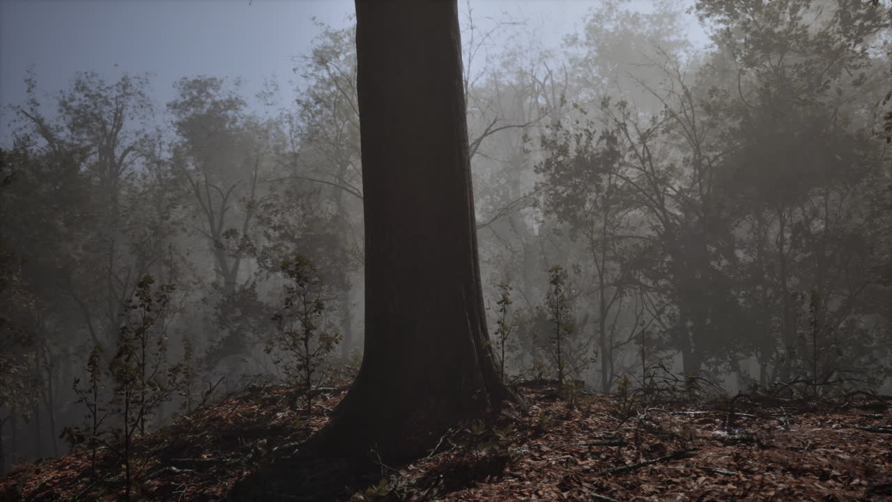 幻想的森林在秋天