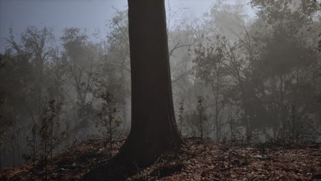 fantasy moody forest in autumn