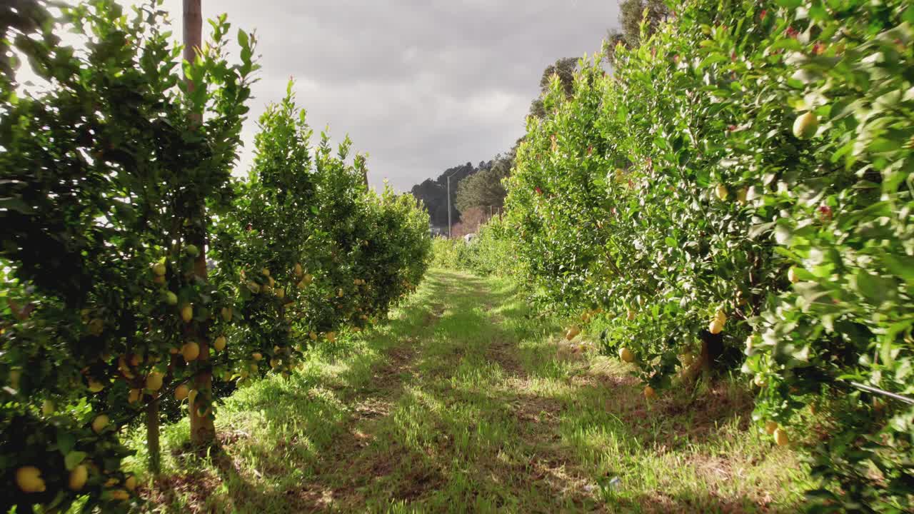 una granja de limones en portugal, en una zona rural dentro