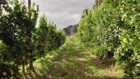 inside a lemon farm in portugal, in a rural area