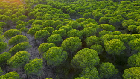 Pinus-Pinea-Forest---Lush-Green-Stone-Pine-Trees,-Native-Tree-In-El-Rompido,-Spain