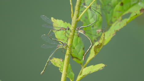 Gruppe-Wilder-Damselflies,-Die-Im-Sonnenlicht-Vor-Einem-Natürlichen-See-An-Einem-Grünen-Stiel-Hängen---Nahaufnahme