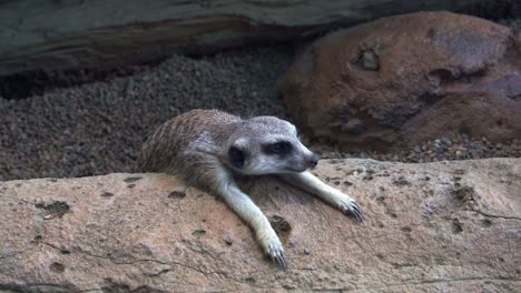 a tired meerkat, suricata suricatta stretch out its arms and laying flat on the rock to cool down and regulate the body temperature on a hot day, curiously wondering around its surroundings