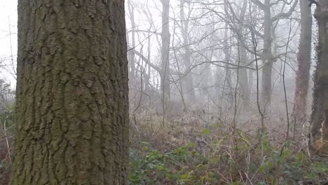 Apokalypse-Kämpft-Gegen-Waldbäume-Im-Dichten,-Nebligen-Atmosphärischen-Nebel