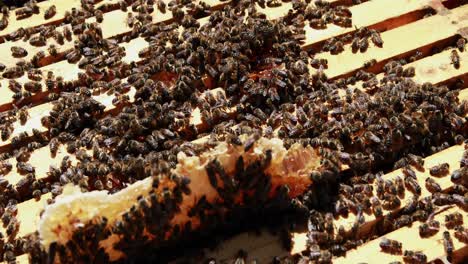 close-up of honey bee frame covered with bees