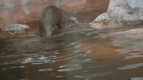 nutria saliendo del agua en cámara lenta
