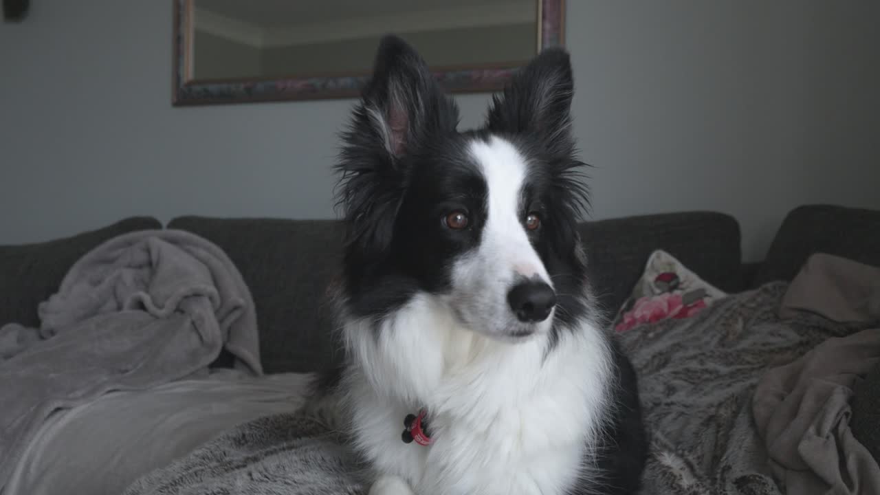 Footage of a cute black and white Border Collie dog laying down resting on the couch inside house.