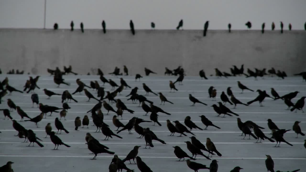 panorámica a través de muchos pájaros negros sentados en una estructura de estacionamiento en una escena que recuerda a alfred hitchcock 1