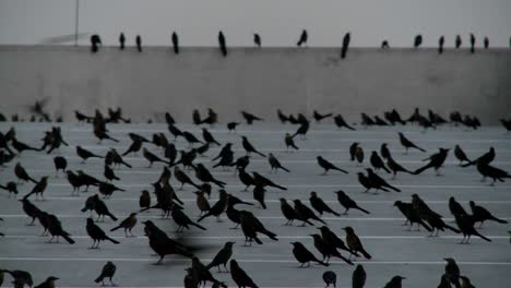 Panorámica-A-Través-De-Muchos-Pájaros-Negros-Sentados-En-Una-Estructura-De-Estacionamiento-En-Una-Escena-Que-Recuerda-A-Alfred-Hitchcock-1