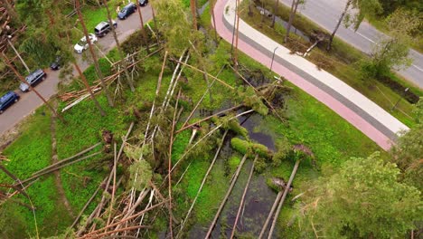 fallen trees in local park of jurmala city, latvia