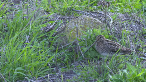 great snipe wading bird walking around on the shore