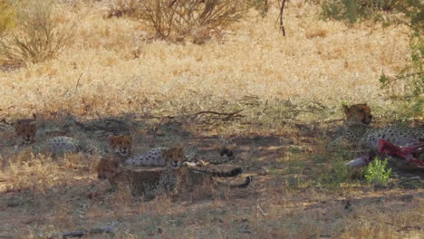 Südostafrikanische-Gepardenmutter-Und-Ihre-Jungen-Entspannen-Sich-Im-Schatten-In-Der-Drückenden-Hitze-Der-Kalahari