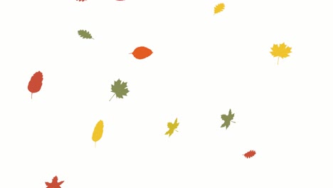 beautiful autumn leaves falling animation flat style with white background