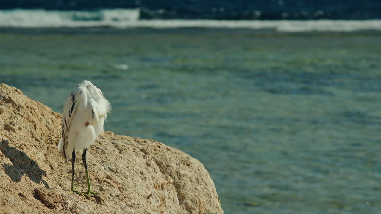Egret on the Beach