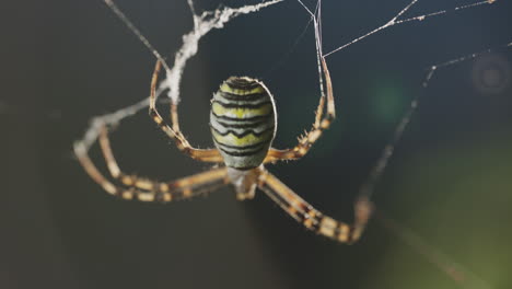 araña en su red